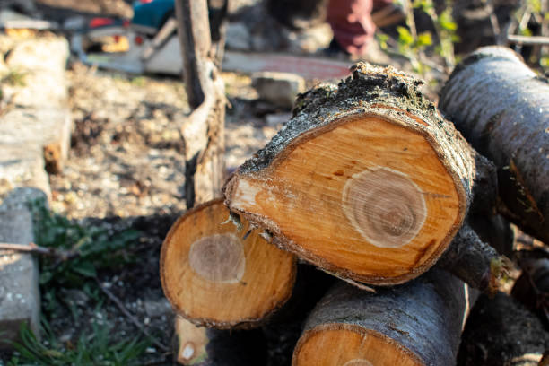 How Our Tree Care Process Works  in  Naco, AZ